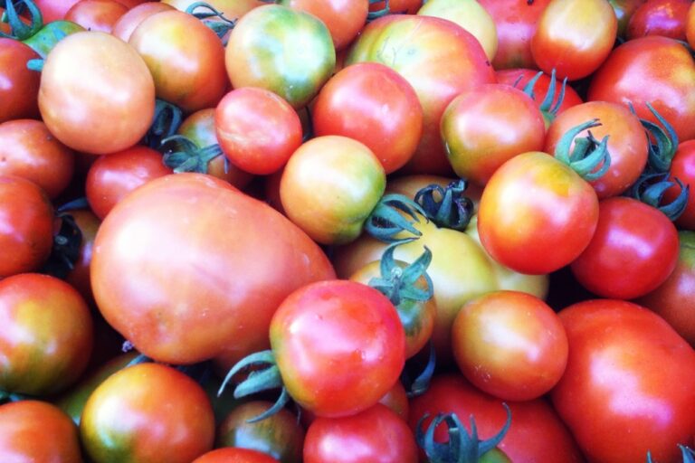 tomatoes 1