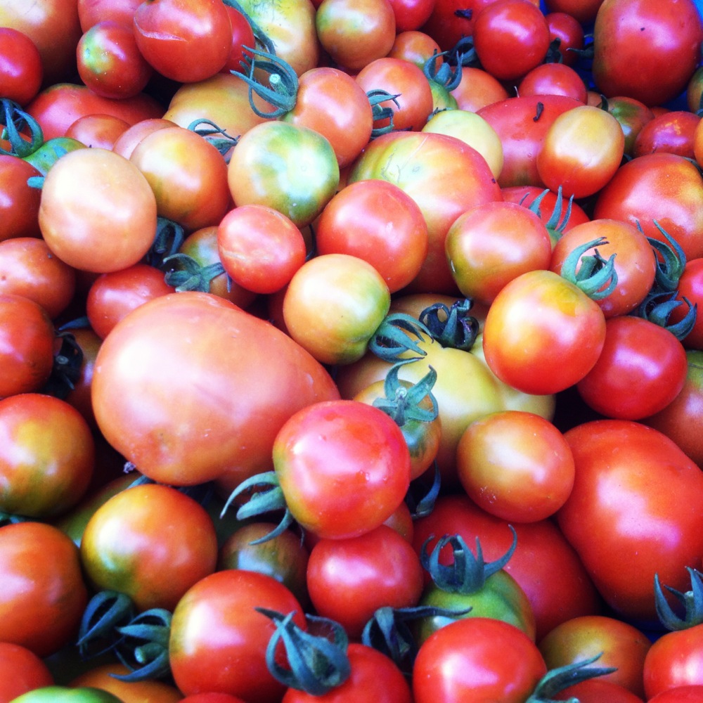 tomatoes 1