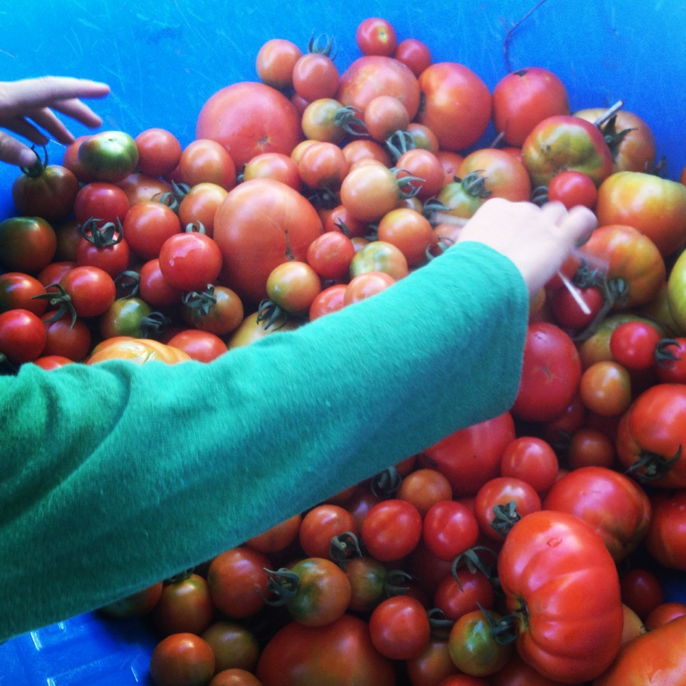 Whole Pickled Green Tomatoes - Milkwood: permaculture courses, skills +  stories