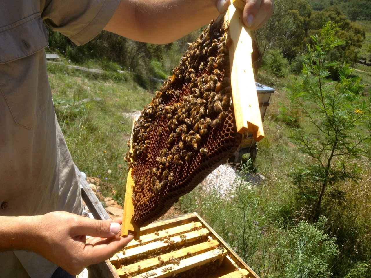 The bees. All good, queens laying, babies being born. But no good honey stores.