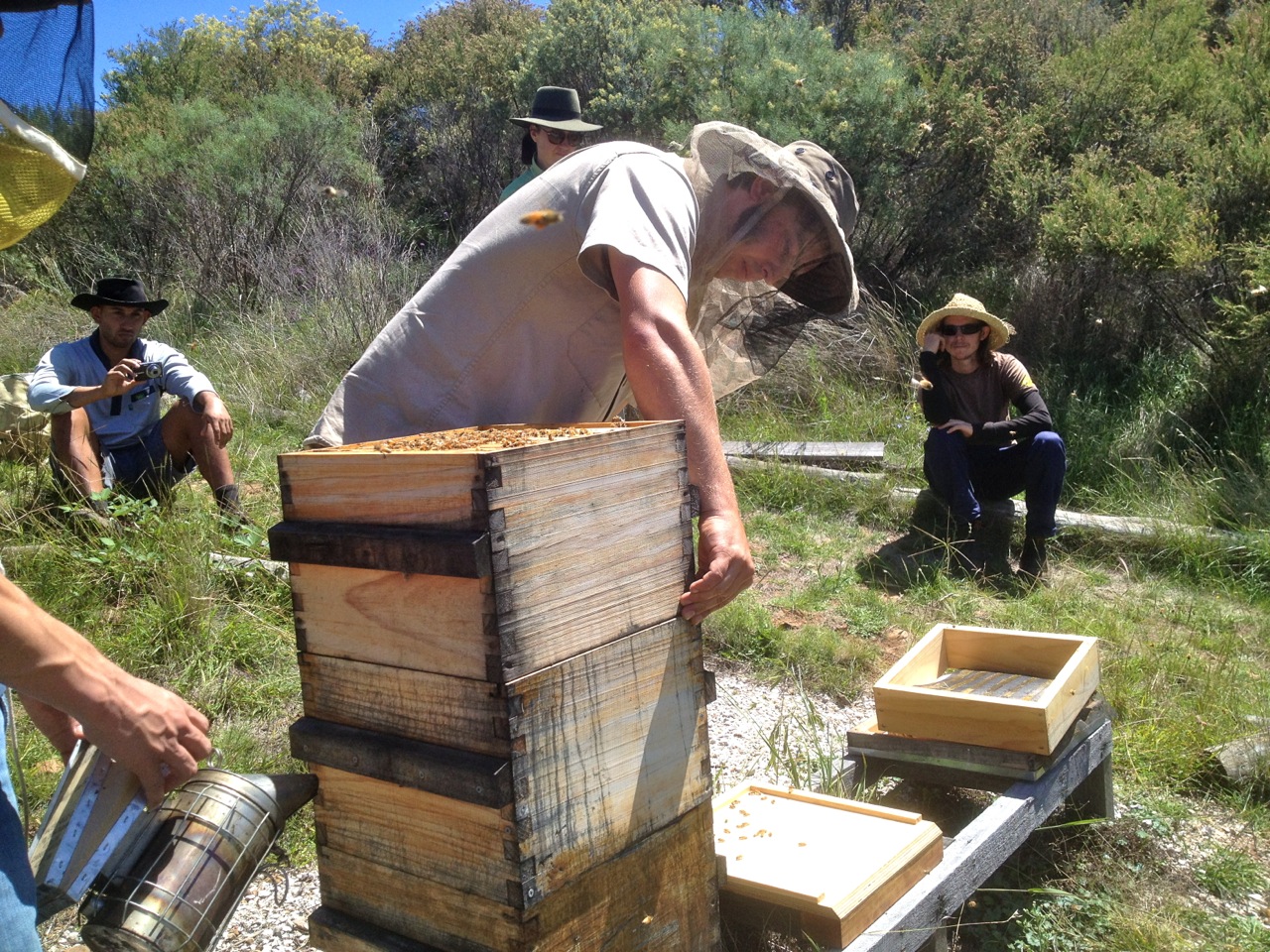 The seasonal bee check is always an all-in affair at Milkwood. Everyone downs tools and comes along.