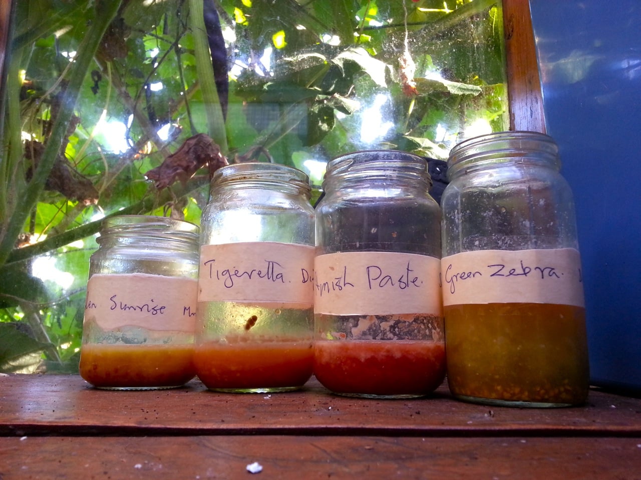 Fermenting various heirloom tomato seeds for seed saving