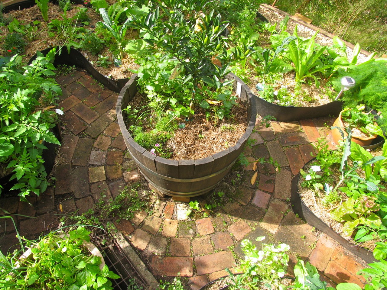 Small space permaculture garden out the back of Lucille's flat in Sydney, using good design to grow good food