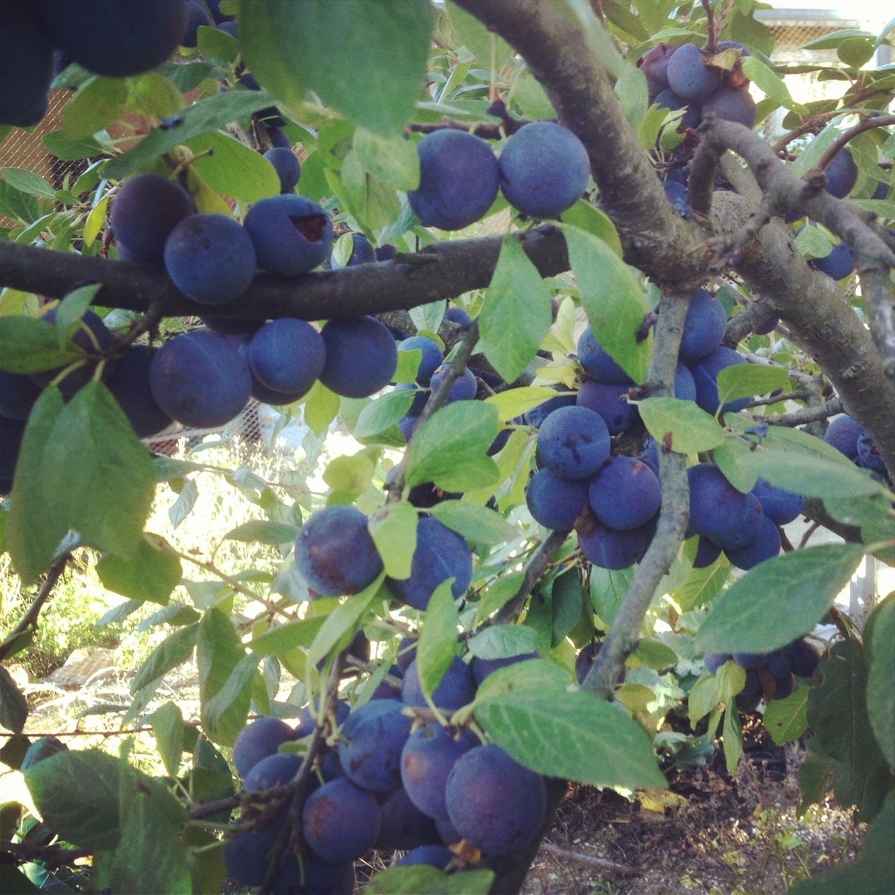 Damsons on the tree at Allsun Farm