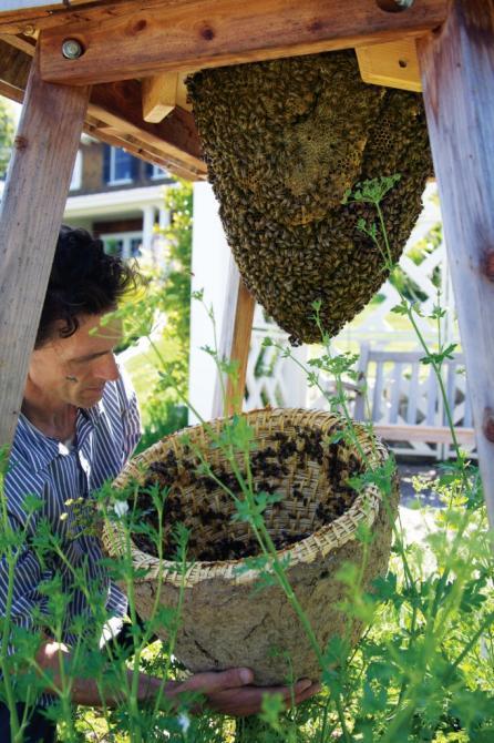 Revealing the Sun Hive