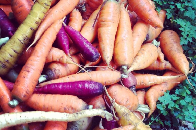 1304 carrot mission – 1