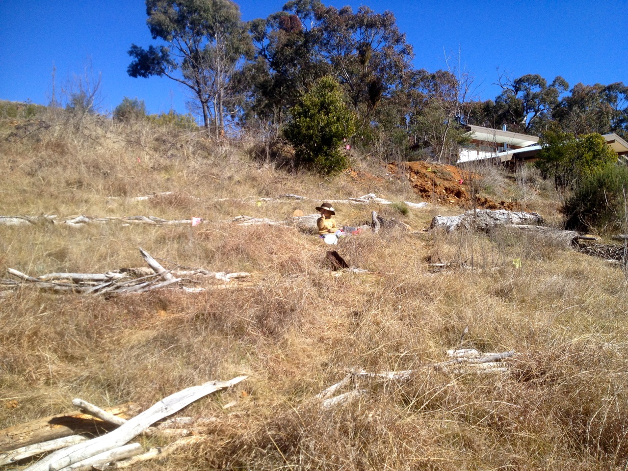 Holistic Orchard site, before the first pig tractor pass