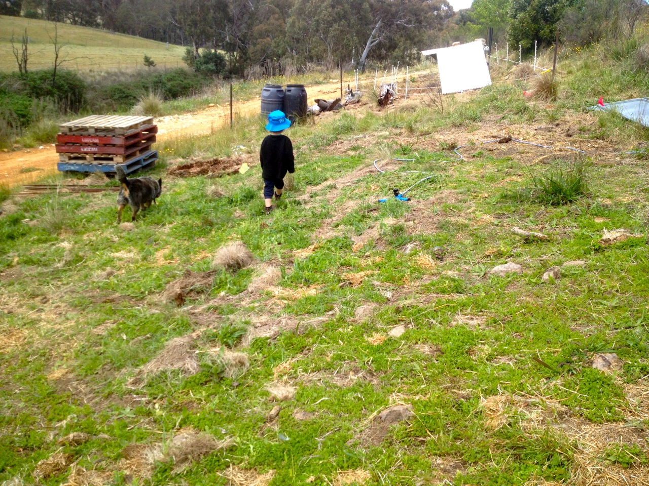 Nov 2012 - Site sown with green manures, and ready for the second pig tractor pass