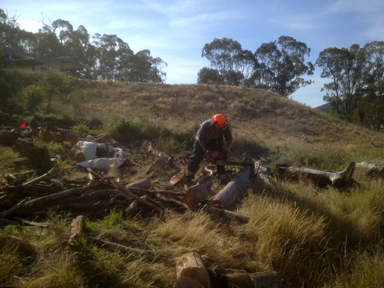 Forest Garden intern Kelly making short work of the deadwood (a legacy from before our occupation) so we can move it off the site