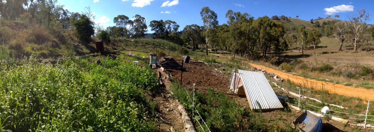 Pig tractor in progress - building fertility, upending grass rootballs and creating happy pigs