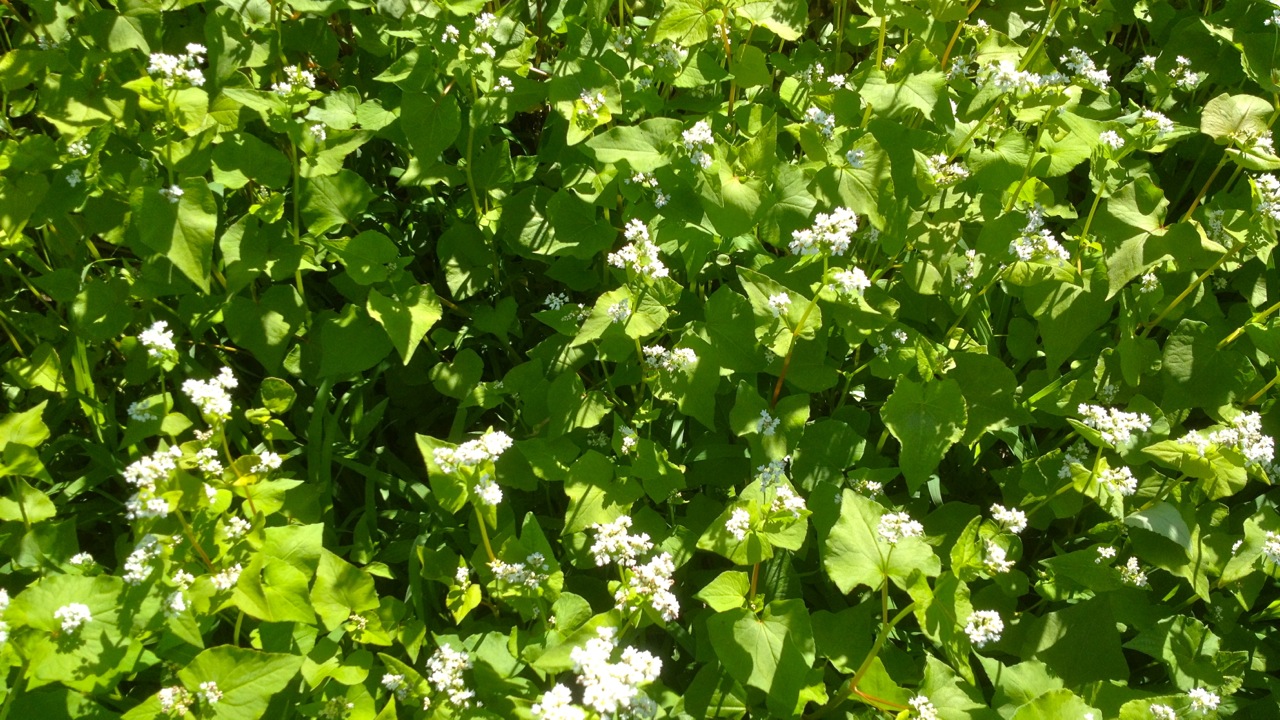 Buckwheat planted as green manure on each section after pig tractor has passed through