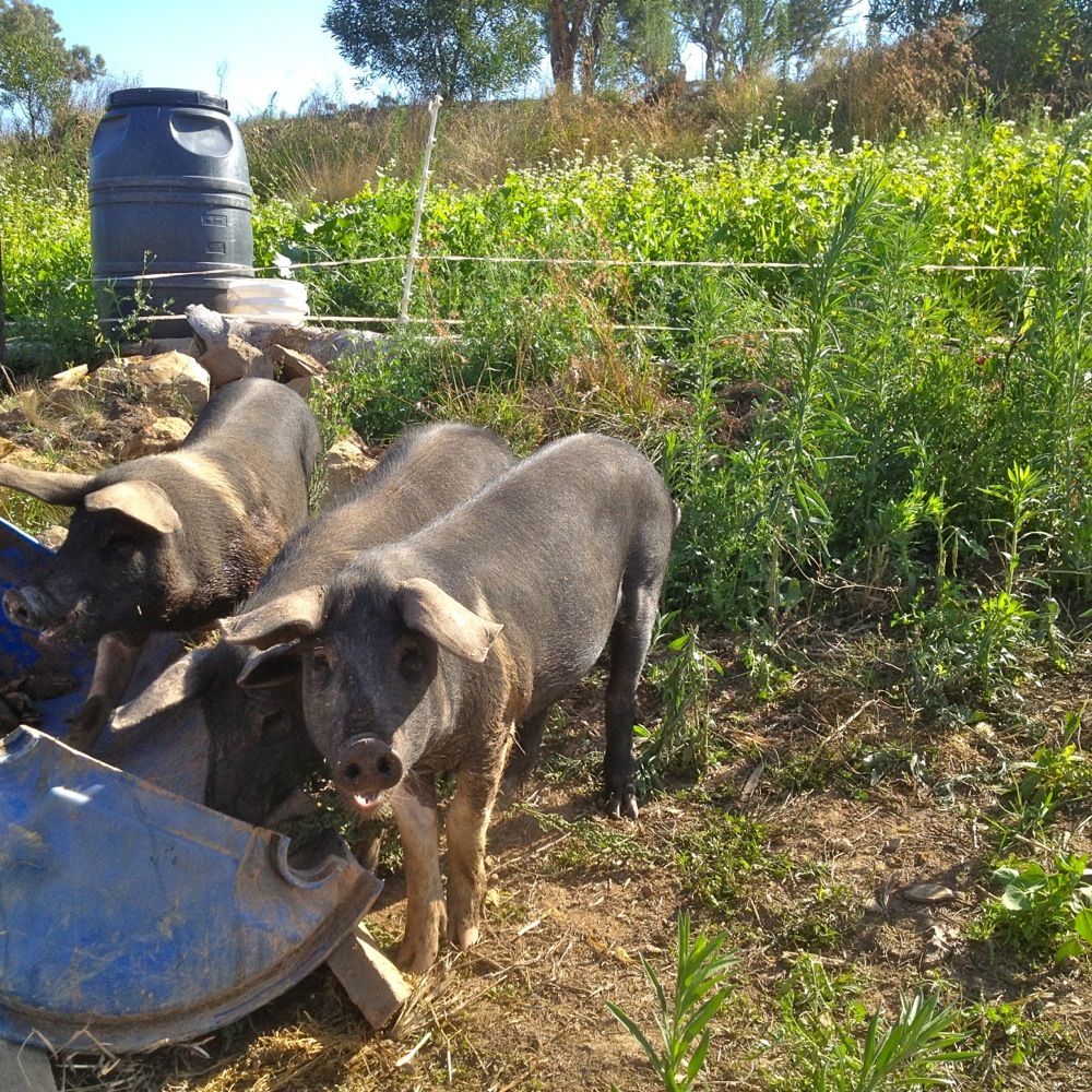 Pigs tractoring the Holistic Orchard site