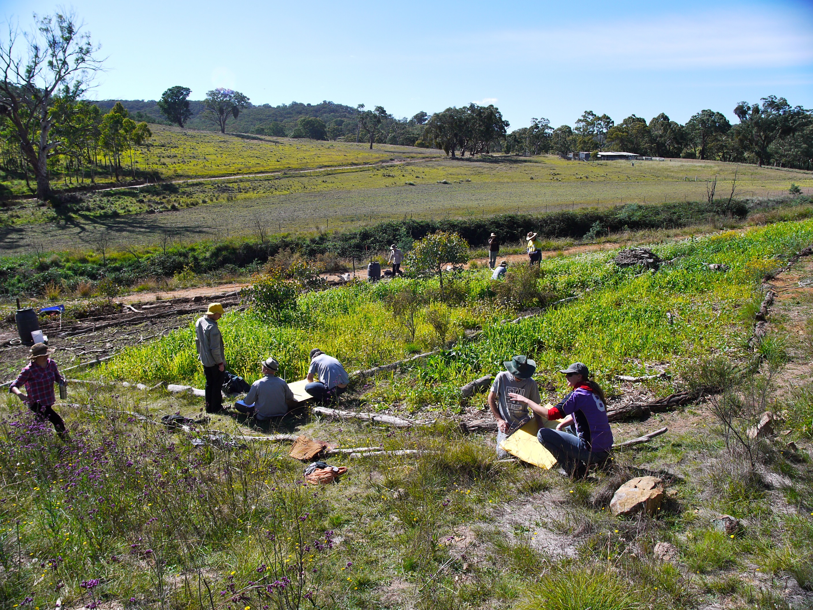 Orchard site at the end of its tractoring phase, with green manures jumping, and forest garden students designing...