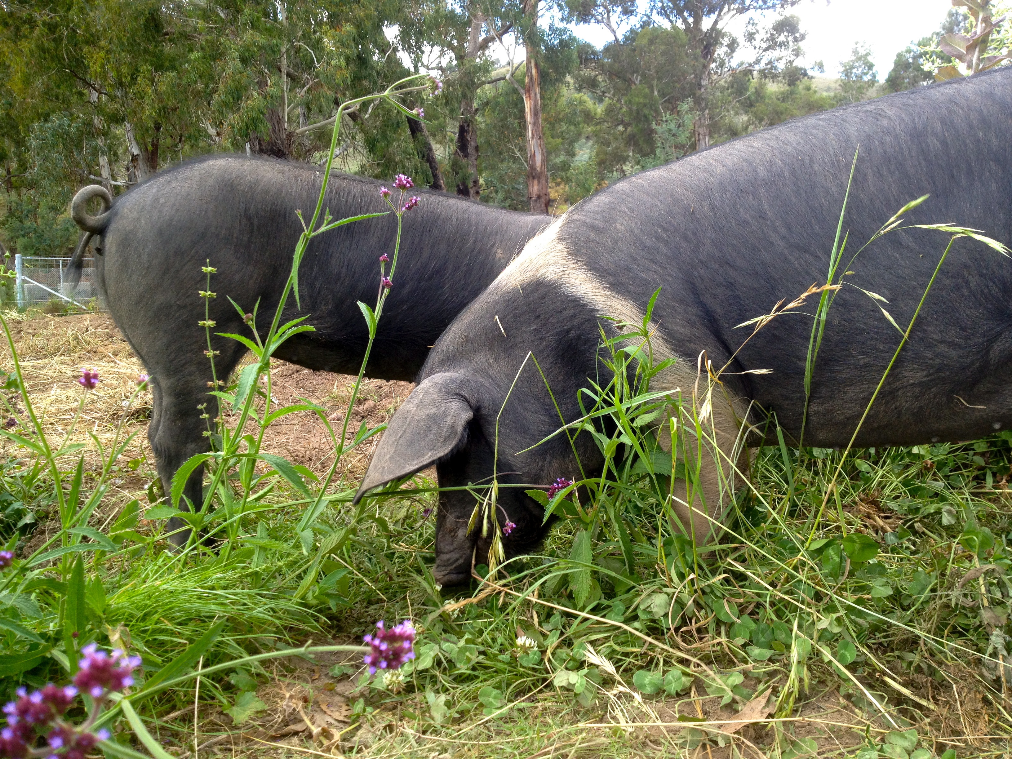 1304 market garden pigs - 6