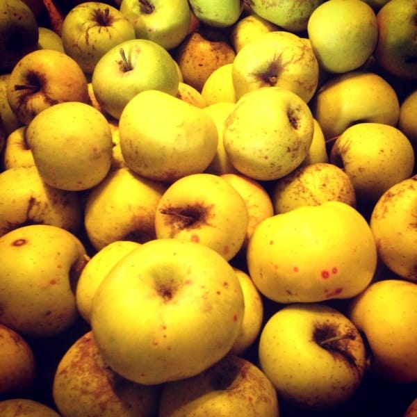 Steam Juicing and adventures in Appledom Milkwood permaculture