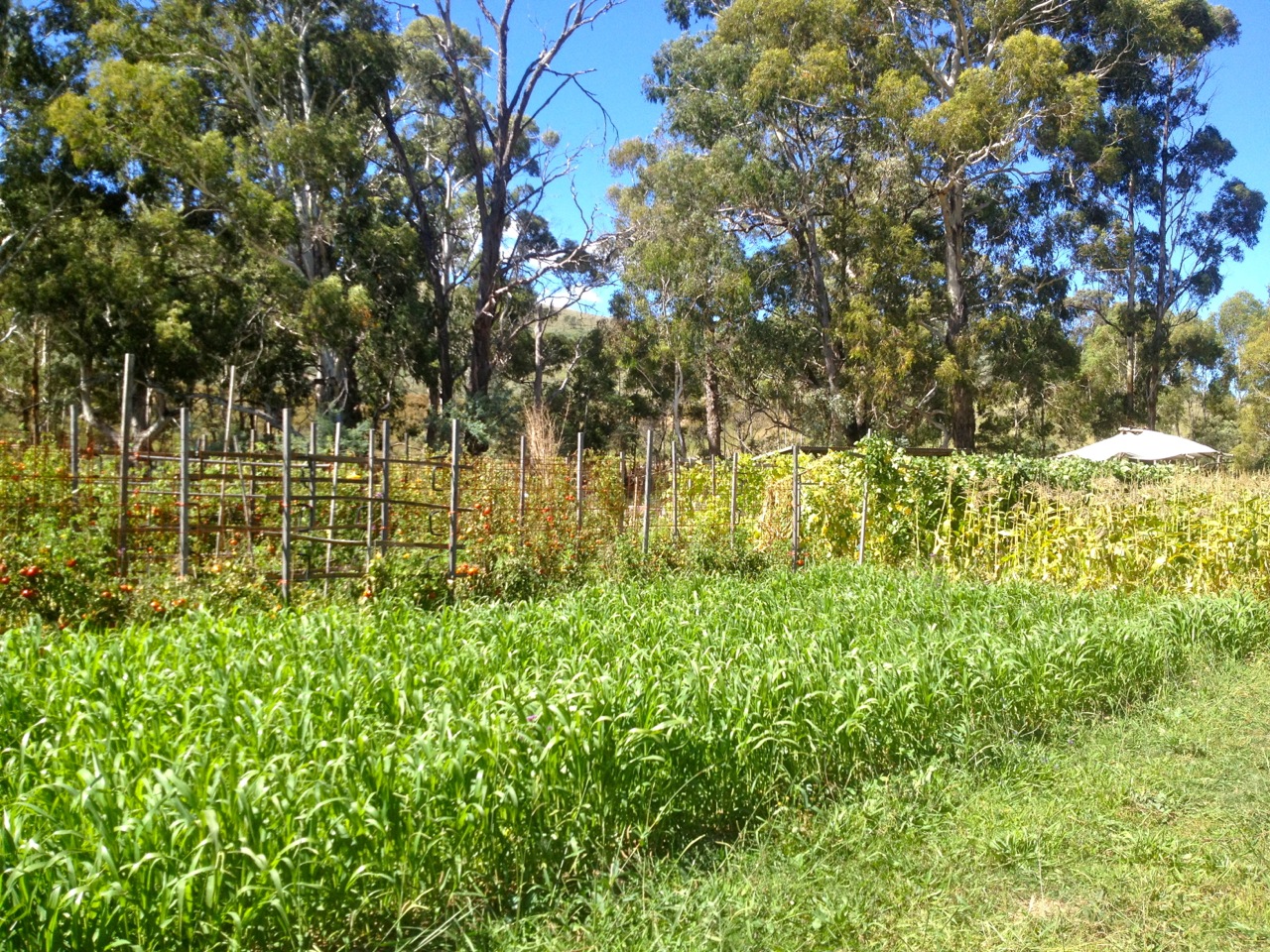 The market garden on the 26th March... little did it know...