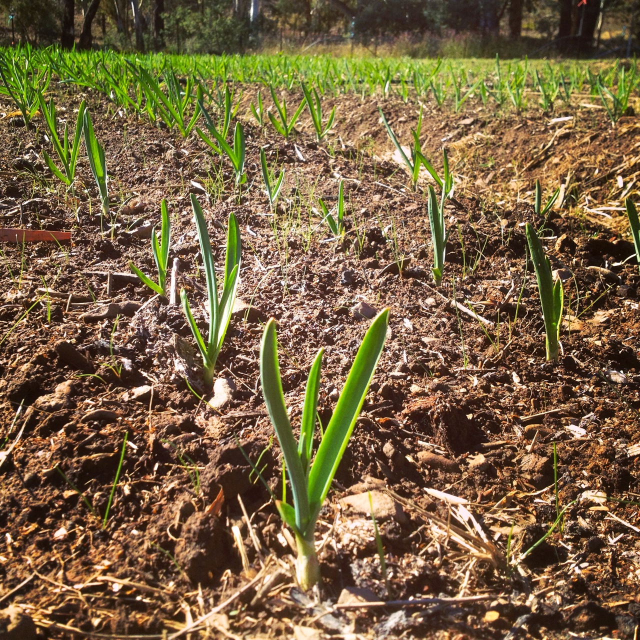 Well hellooo there, garlic!