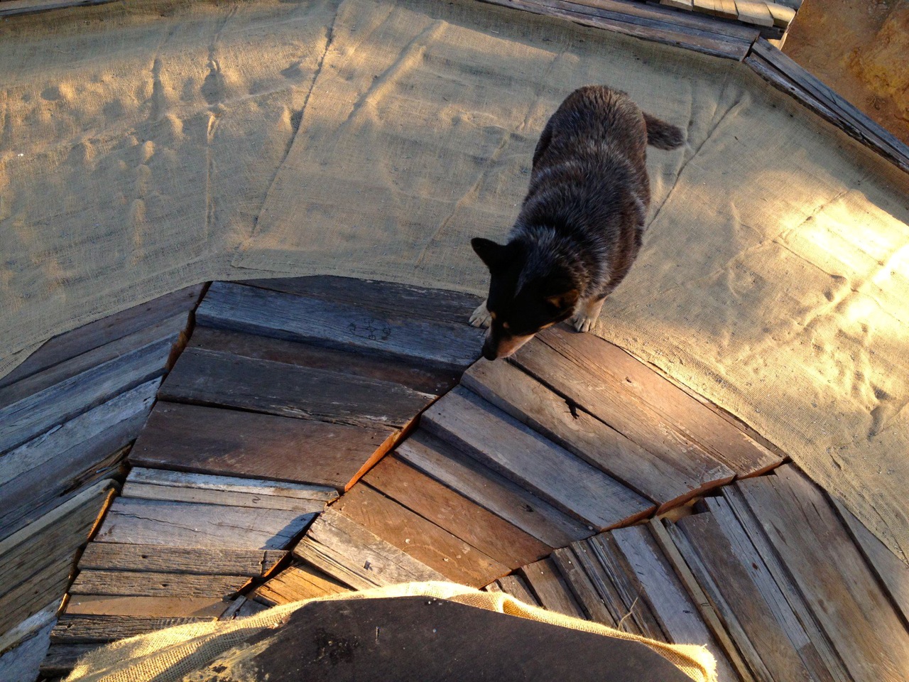 Pepper inspects the progress of the roof