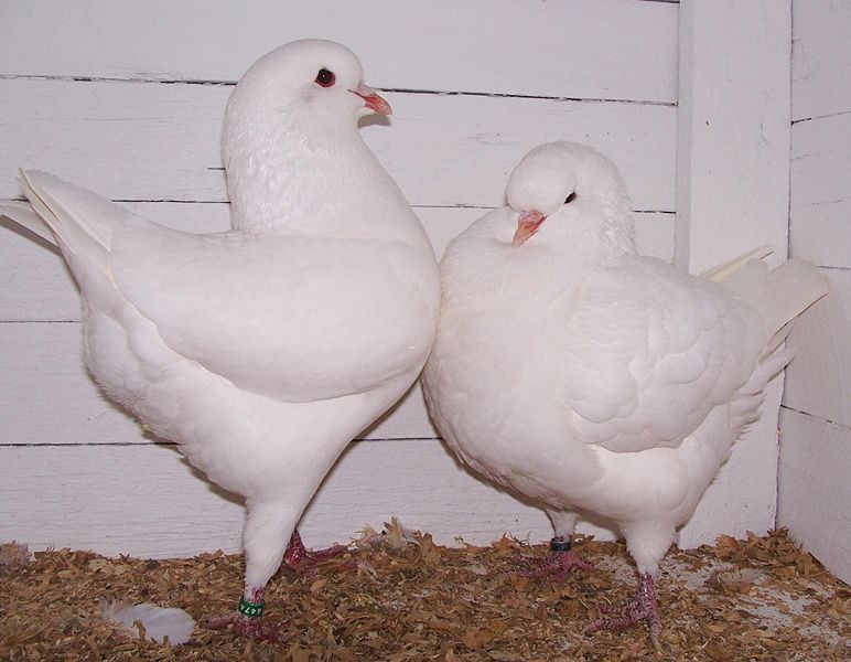 White King Pigeons