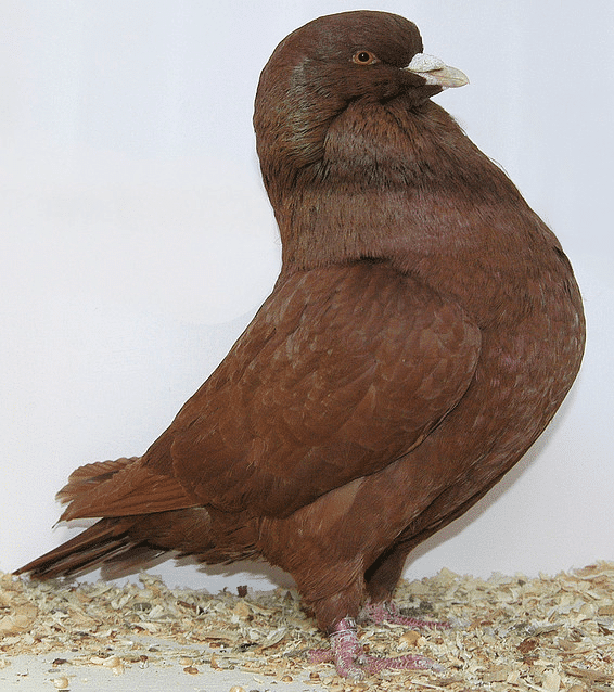 An Australian bred Carneau Pigeon