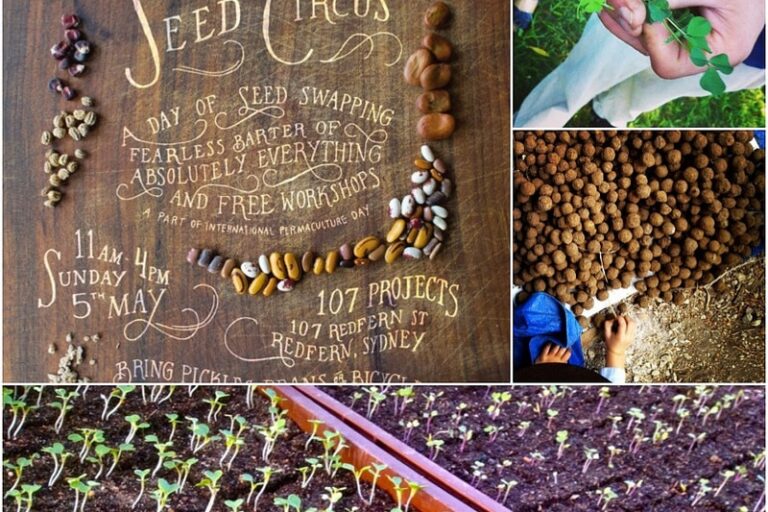 seed circus workshops