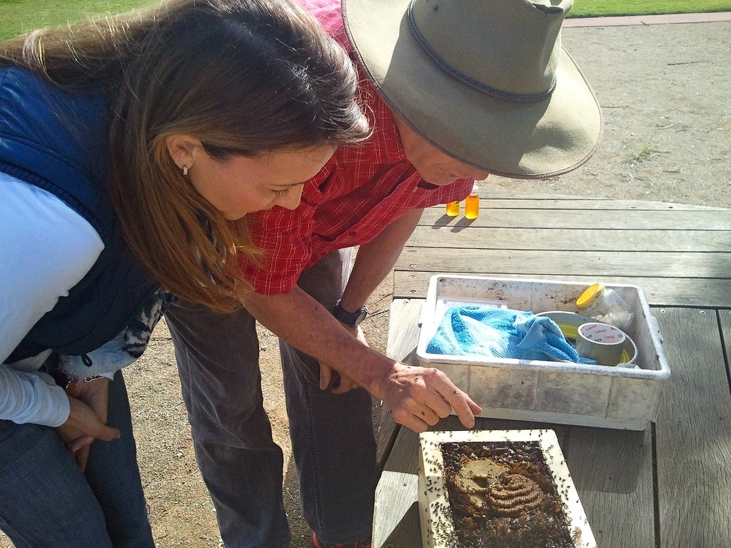 Tim Heard and friend inspecting a Tetragonula hive