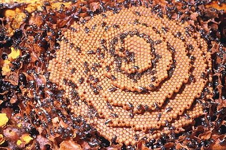1306 Inside singless hive – 03
