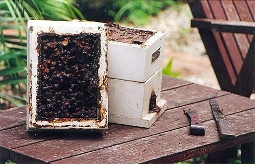 A peek inside a stingless beehive... - Milkwood ...