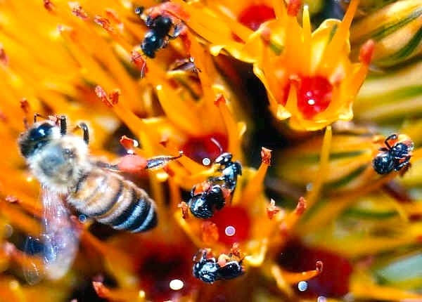 Tetragonula on a grevillia flower alongside Apis Mellifera, the Italian Honeybee