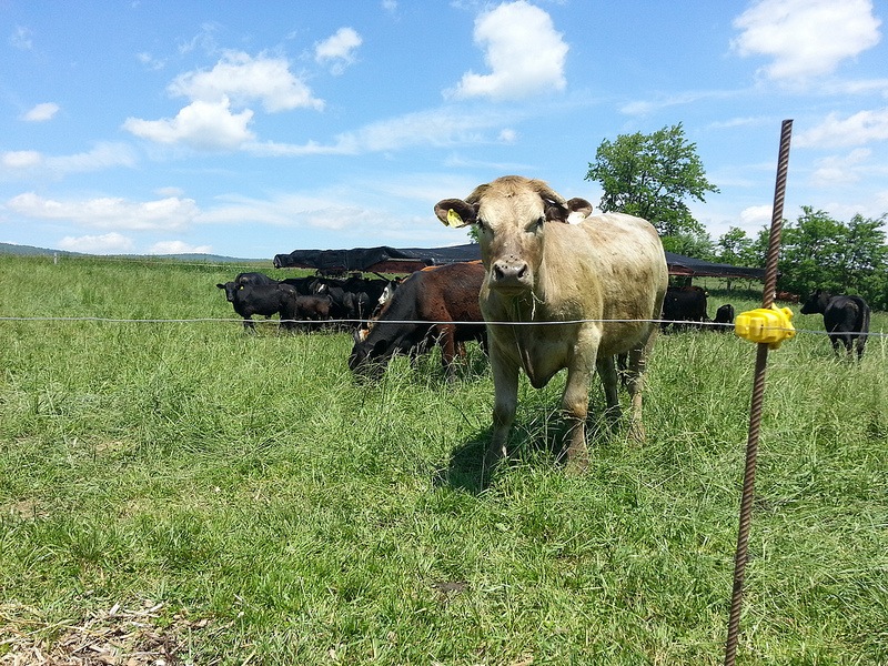 Cows on their minimal infrastructure grazing system...