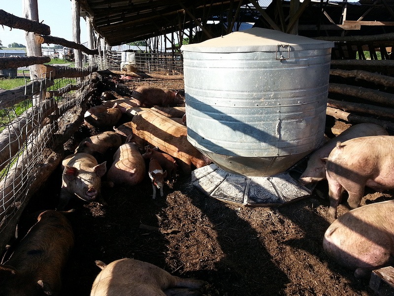 Pigs in the barn on deep litter, 'pigaerating' the cow's winter bedding into compost