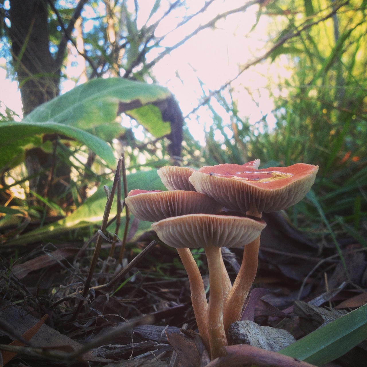 Fungi popping up in the forest garden after the lovely rain