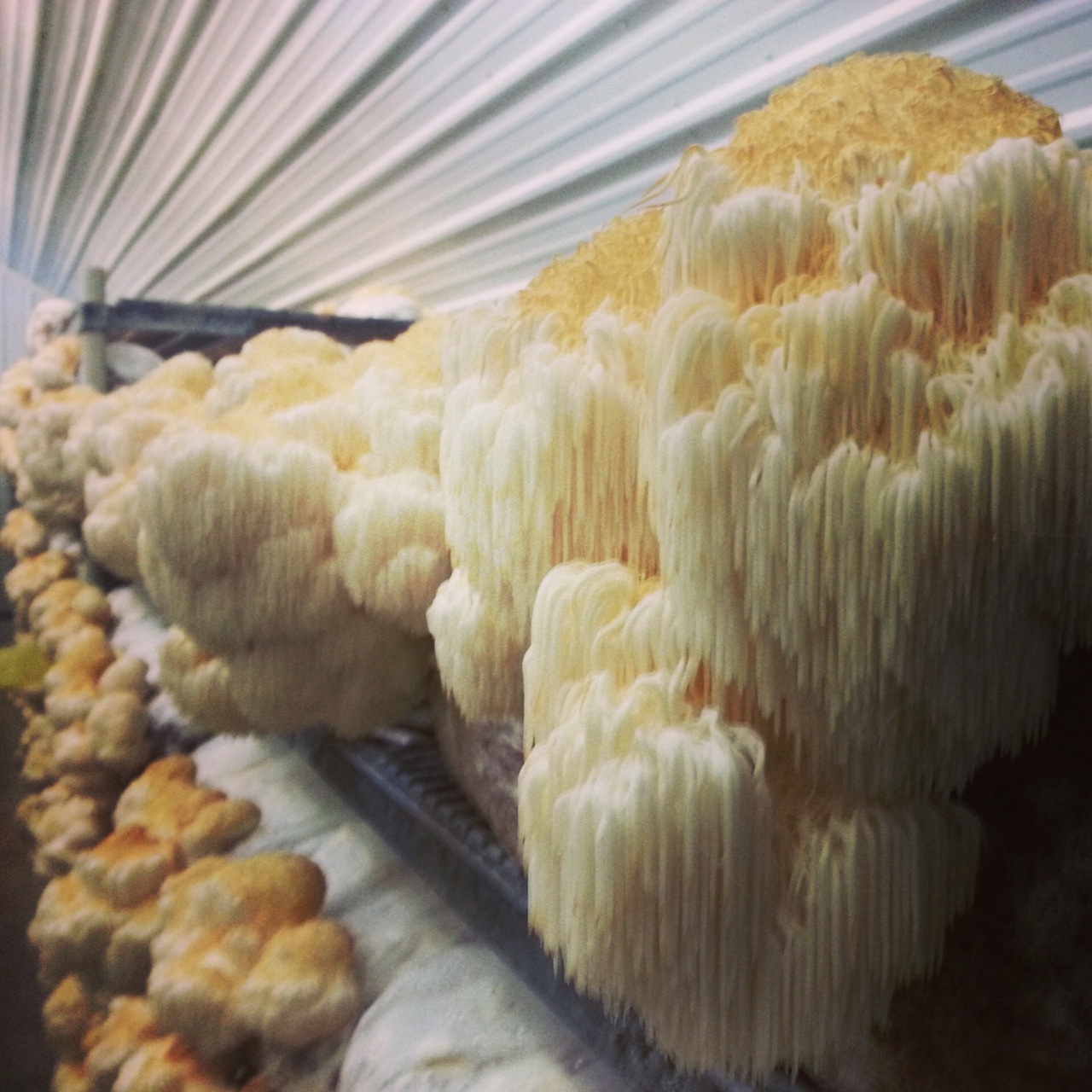 Gorgeous Lions Mane mushrooms at Fungi Perfecti