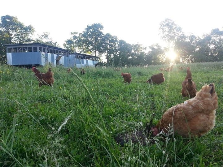 Eggmobiles in the dawn light...