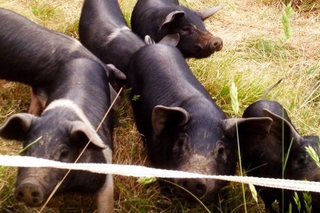 pig-fence_01