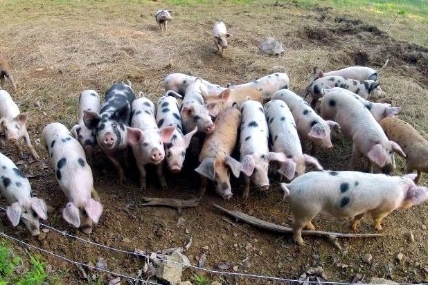 polyface-pigs-_01