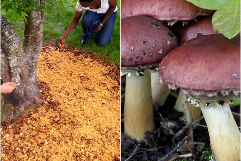 1307 mushroom garden – 01
