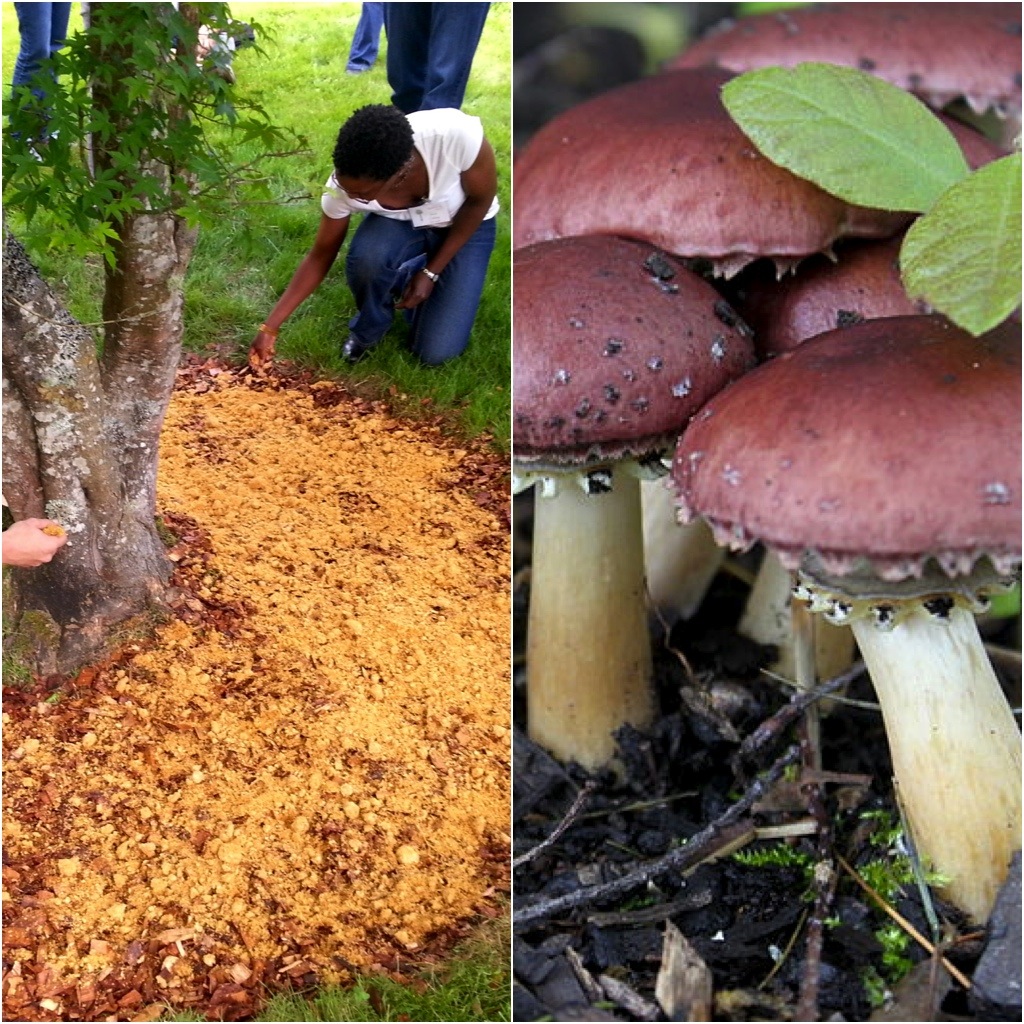 Making A Wood Chip Mushroom Garden Milkwood Permaculture