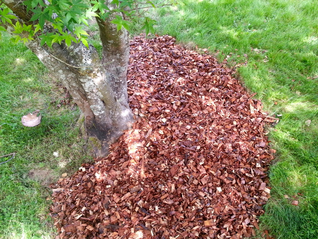 Making A Wood Chip Mushroom Garden Milkwood Permaculture