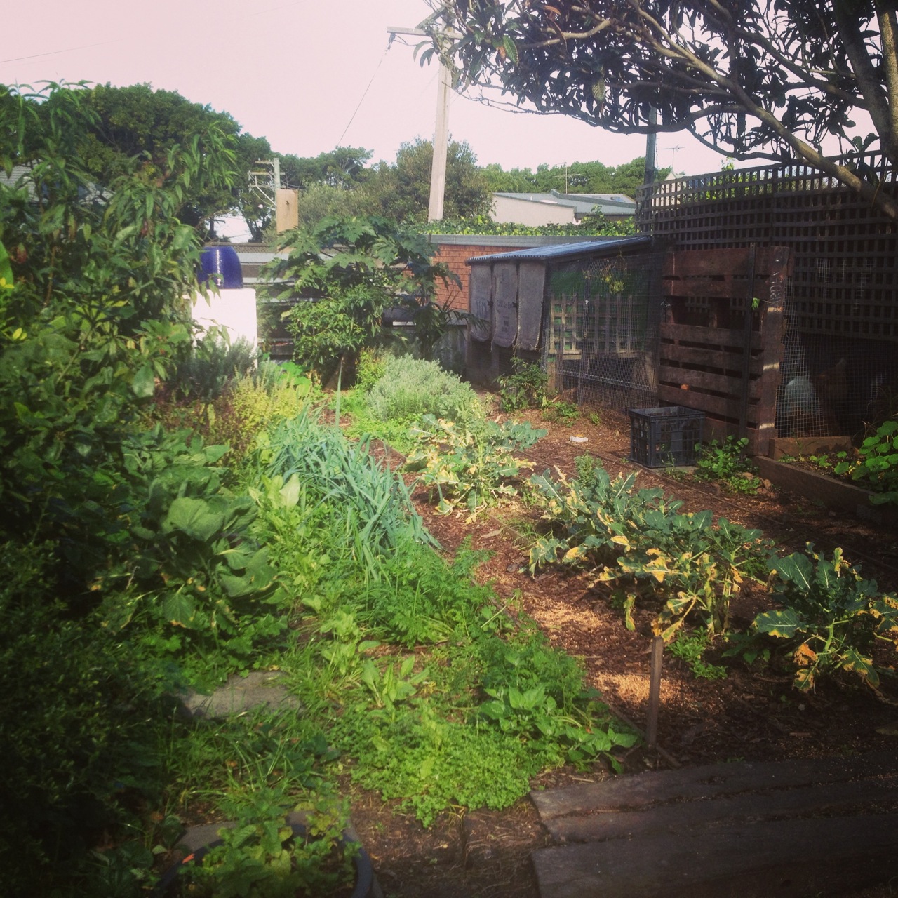 Kitchen garden out the back of Three Blue Ducks