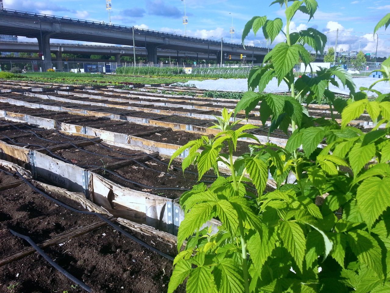 New planted beds and berries