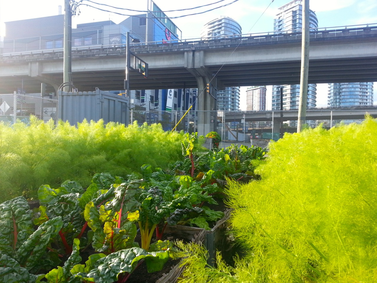 Veggies thriving in the original portable planters, which are 3 years old now and on their way out...