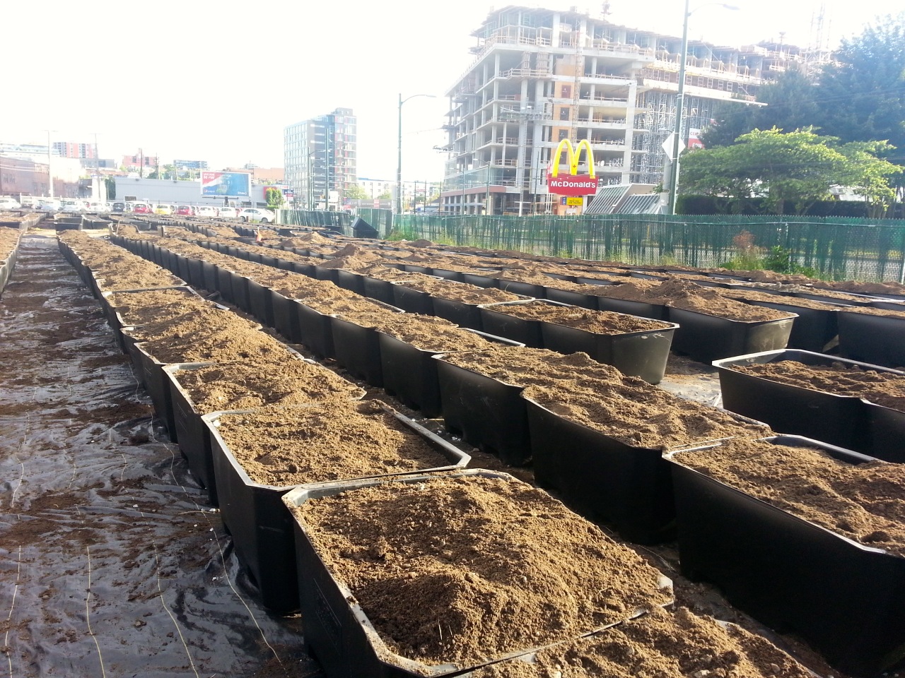 New orchard section of Solefood going in for city fruit production...