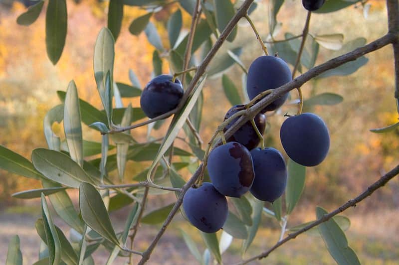 How to pickle olives Milkwood style Milkwood permaculture courses, skills + stories