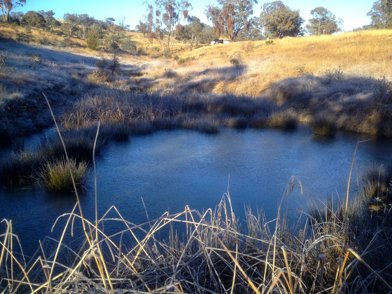 Ice on the bottom pond! Not skateable, sadly, but impressively slushy on top.