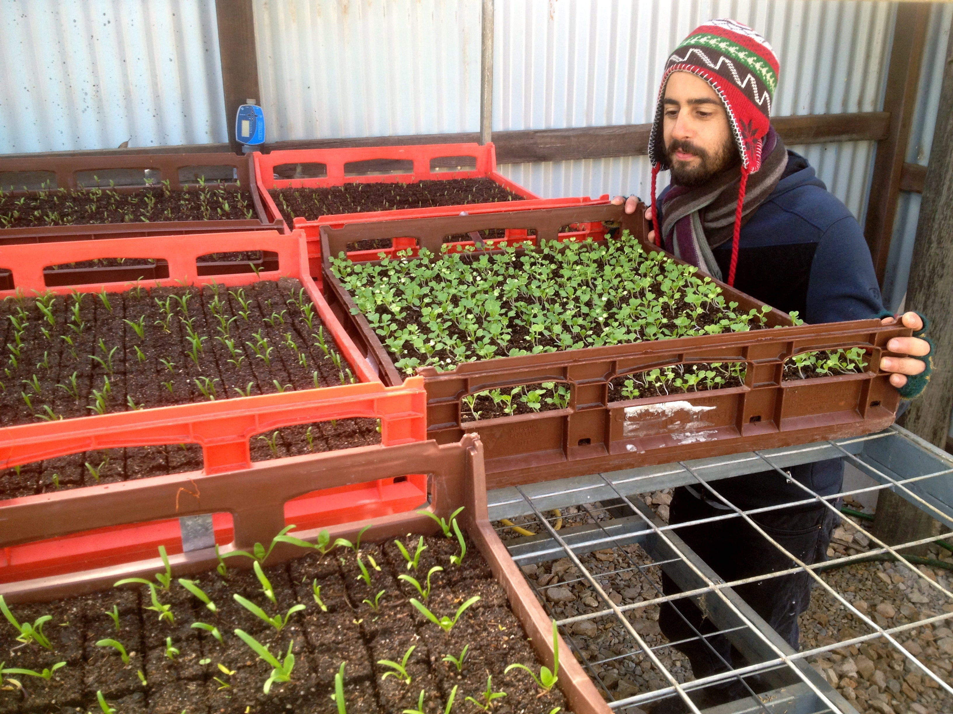 Zag (Milkwood Market Garden intern, Spring 2012) checking on the chard soil blocks, prior to planting out...