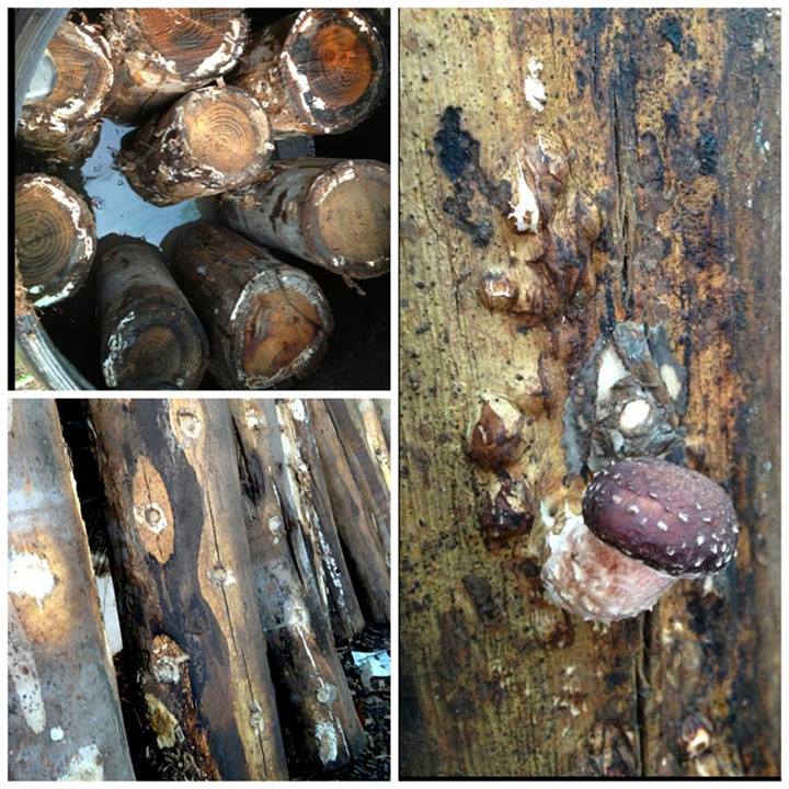 Our shiitake's are pinning! Photo by Gigi