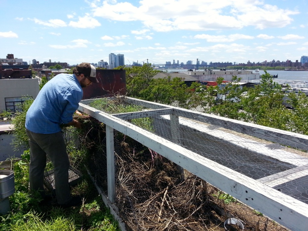 Rooftop Chickens Milkwood permaculture courses, skills + stories
