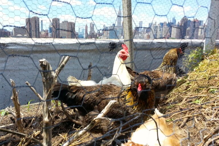 1308 city chickens – 5