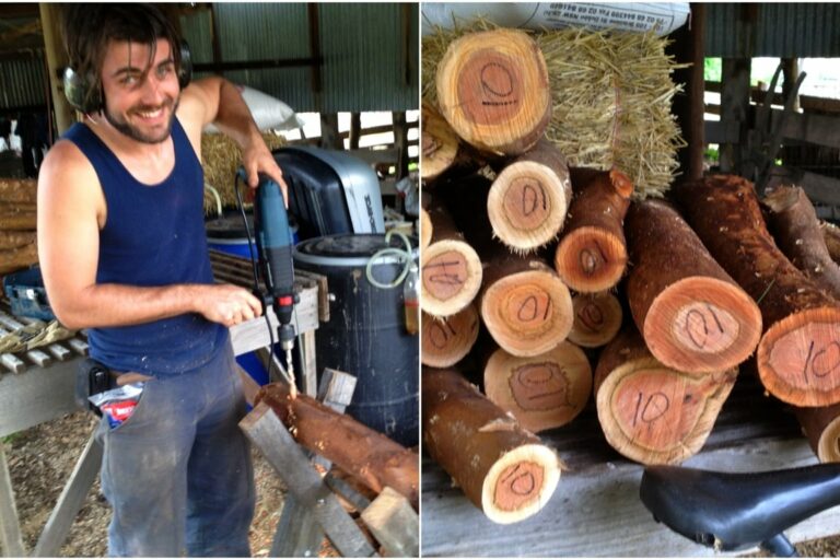 130831 shiitake harvest blog – 02